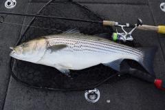 Feb27striper.jpg