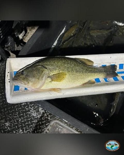 Beavbass.jpg