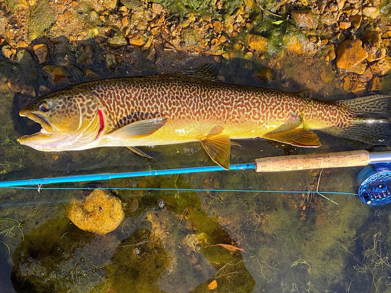PB tiger trout this morning - White River - OzarkAnglers.Com Forum